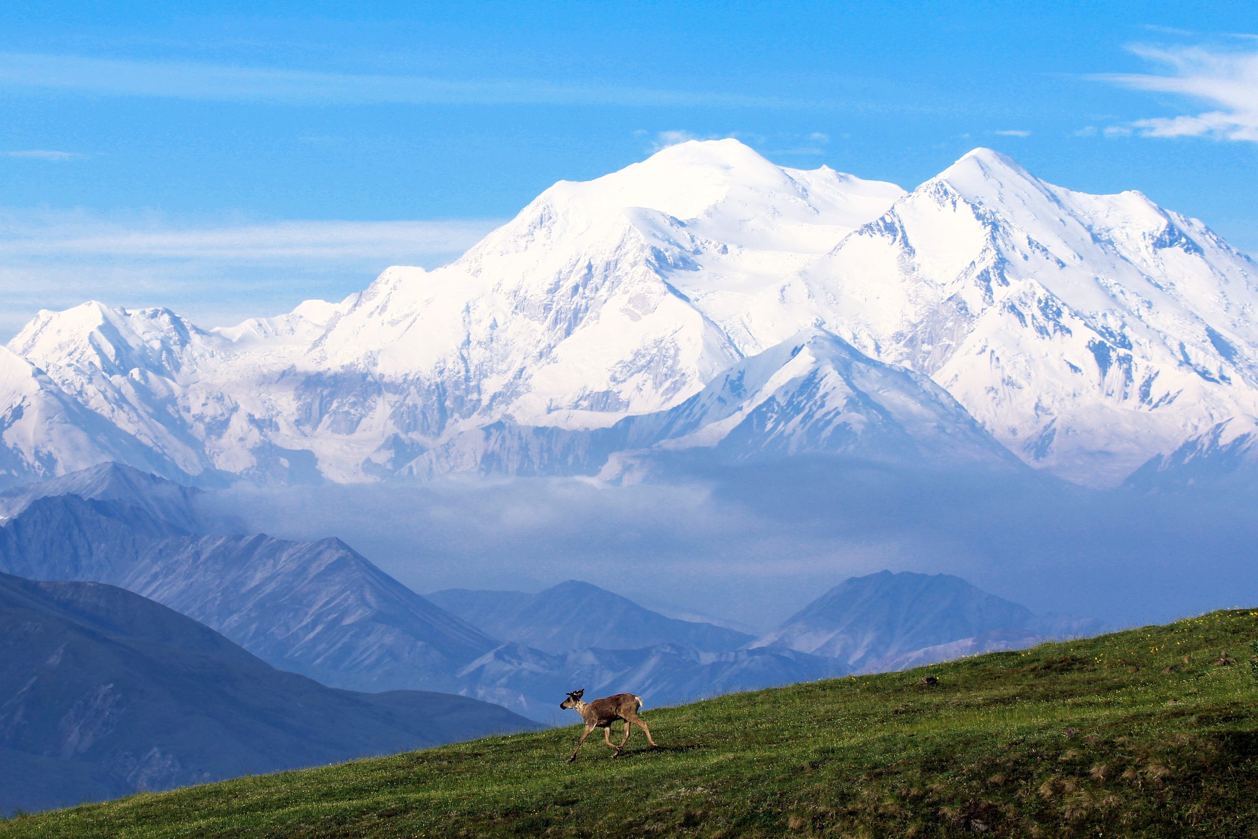 A big white mountain in the background with a caribou walking on a green hill